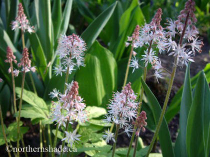 tiarella-spring-symphony-starting-to-flower-in-spring-400x300