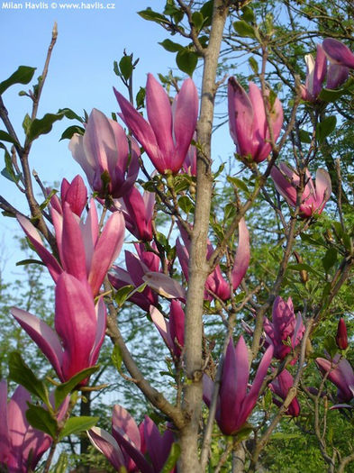 magnolia liliiflora nigra