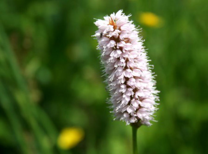 polygonum bistorta