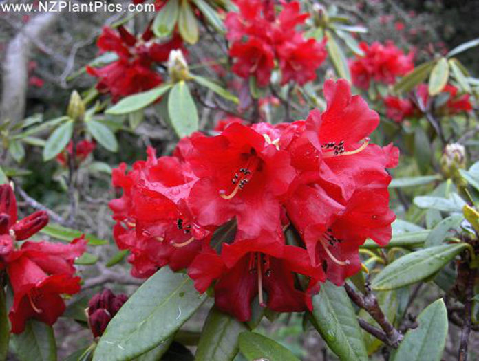 rhododendron_choremia_small_03 (1)