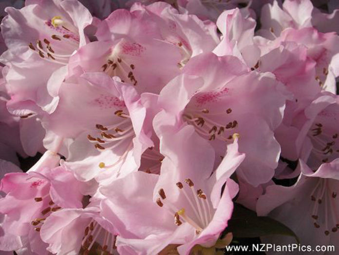 rhododendron_graham_small_01