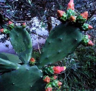 Nopales fructe cactus