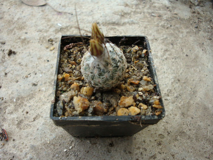 Turbinicarpus dickisoniae     (Glass & R.A. Foster) Glass & A. Hofer 1997