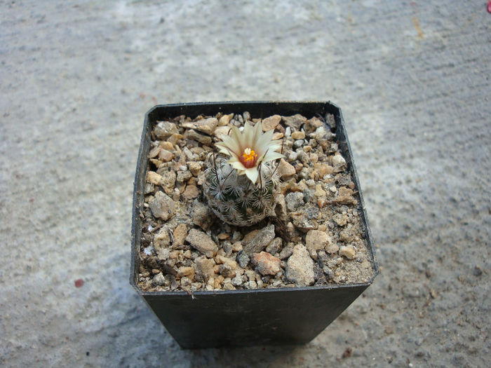 Turbinicarpus dickisoniae    (Glass & R.A. Foster) Glass & A. Hofer 1997