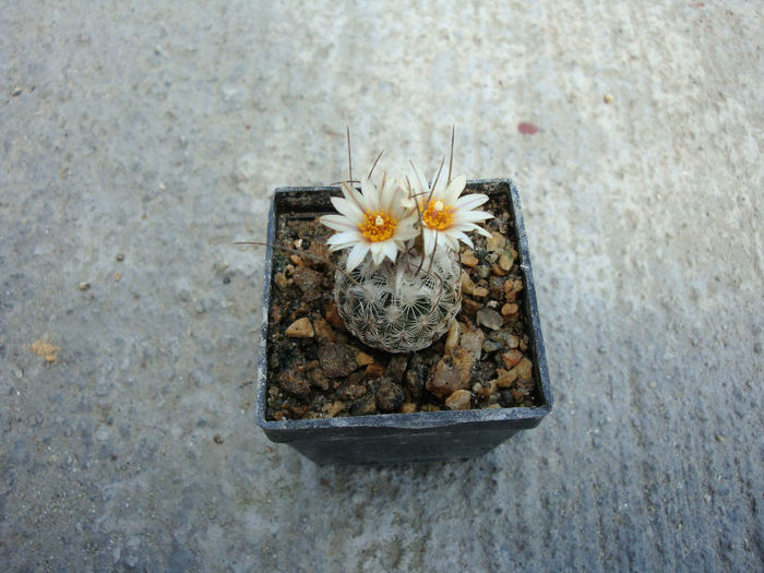 Turbinicarpus dickisoniae (Glass & R.A. Foster) Glass & A. Hofer 1997