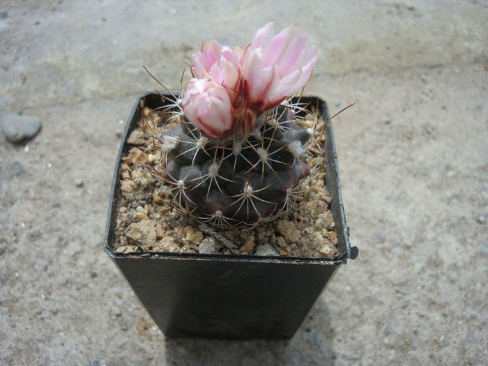 Turbinicarpus laui  Ch.Glass & R.A.Foster 1975