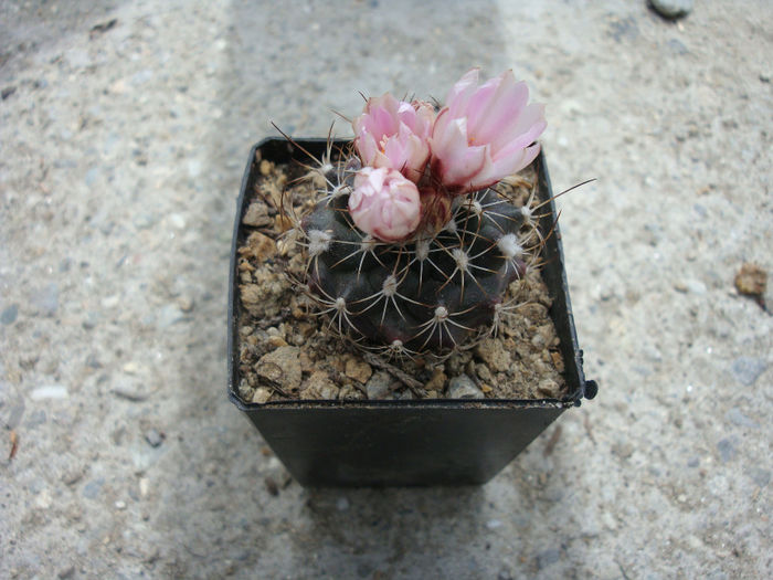 Turbinicarpus laui Ch.Glass & R.A.Foster 1975