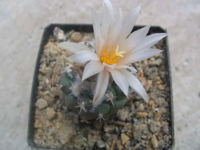 Turbinicarpus lophophoroides    (E.Werdermann 1934) F. Buxbaum. & C. Backeberg 1937