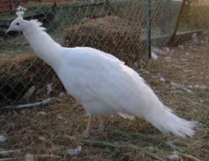 whitemale; http://peacockgirl.tripod.com/Peafowl_Variet/Database_Homex.html
