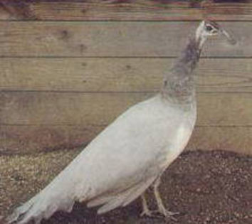 opalpeahen; pozele sunt de pe net
http://peacockgirl.tripod.com/Peafowl_Variet/Database_Homex.html
