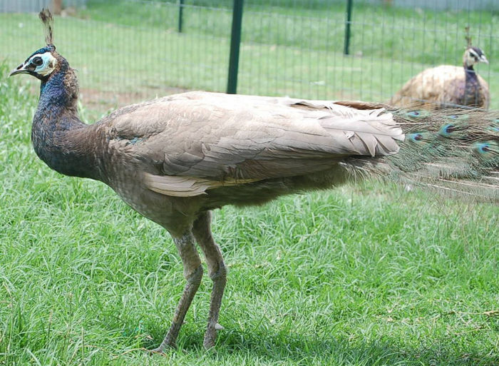 opal mascul; pozele sunt de pe net
http://peacockgirl.tripod.com/Peafowl_Variet/Database_Homex.html
