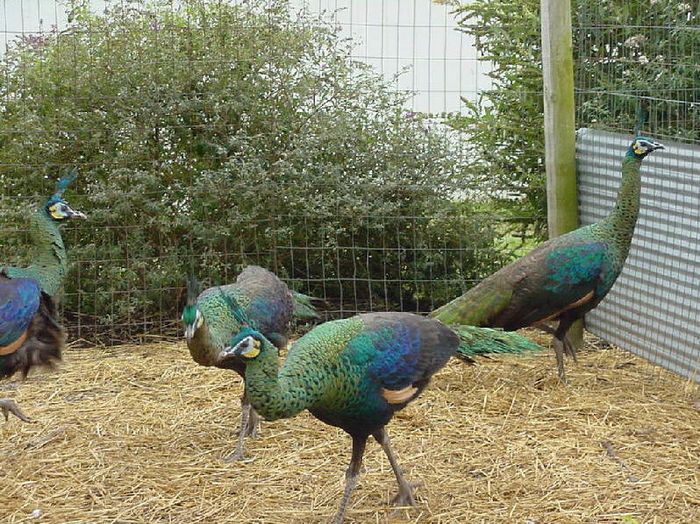 img5D; pozele sunt de pe net 

http://peacockgirl.tripod.com/Peafowl_Variet/Database_Homex.html
