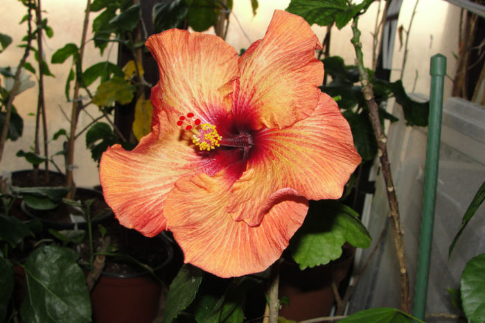  - Hibiscus Gommer 2