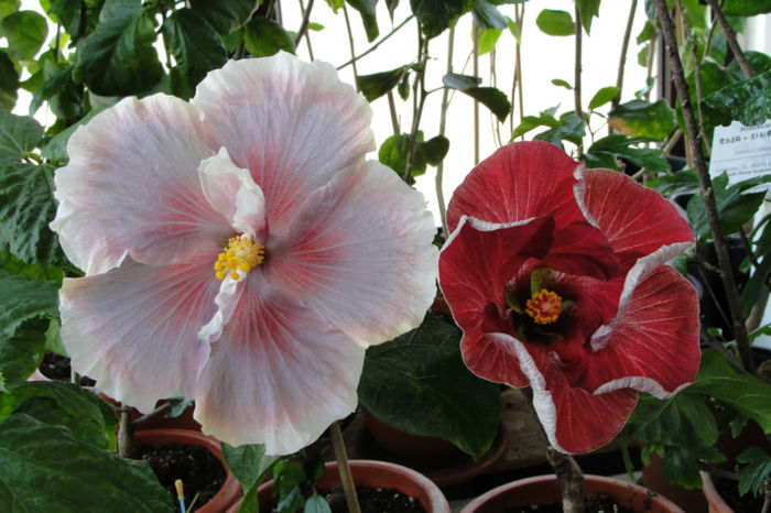  - Hibiscus Gommer 2