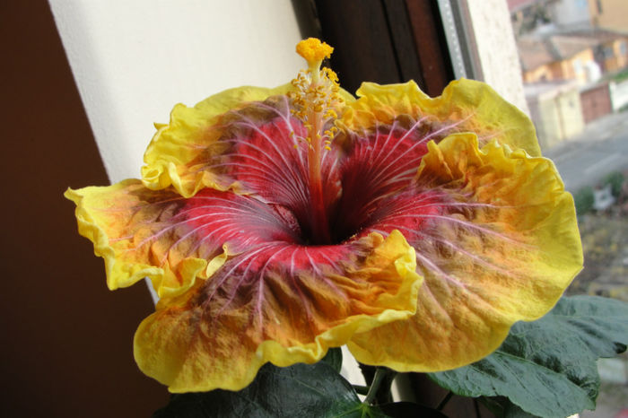  - Hibiscus Gommer 2