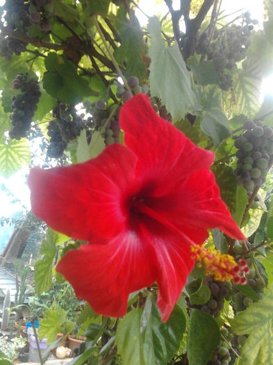 Fotografie0233 - HIBISCUS