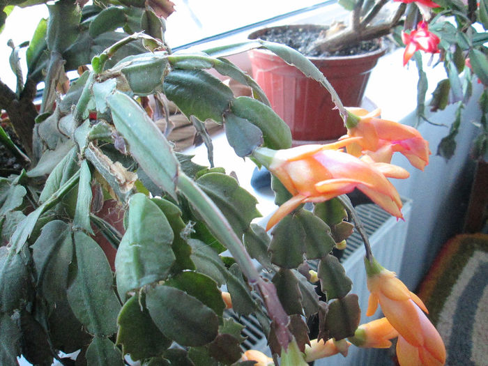 schlumbergera 2 - flori la inceput de decembrie 2013