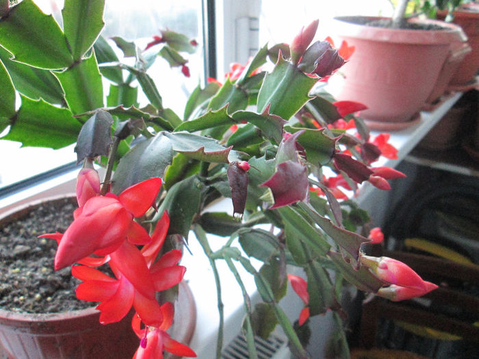 schlumbergera - flori la inceput de decembrie 2013