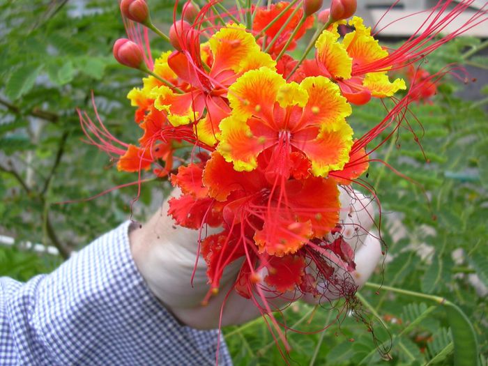 Caesalpinia_pulcherrima - a-alte seminte rare