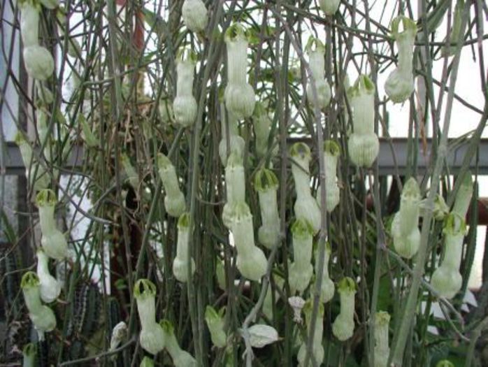 ceropegia_ampliata - a-alte seminte rare