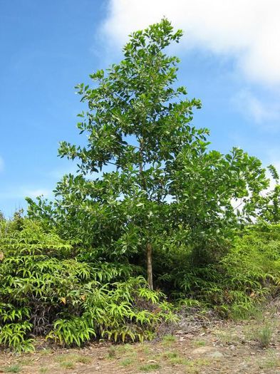 acacia_mangium - a-alte seminte rare