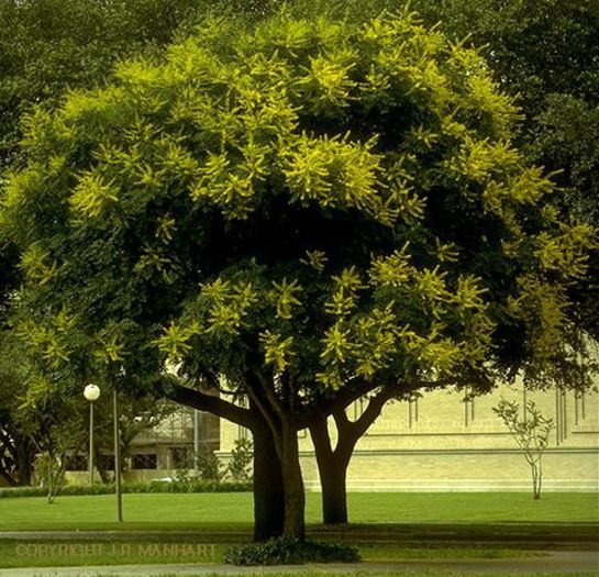 KOELREUTERIA PANICULATA - a-alte seminte rare