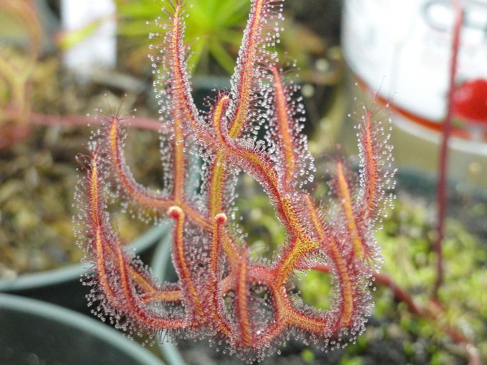 Drosera binata multifida carnivora - a-alte seminte rare