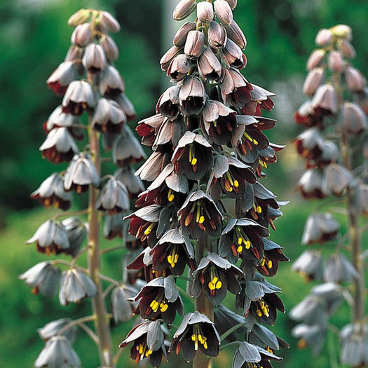 fritilaria persica