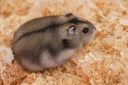 Poza cu hamsterul pitic - Hamsteri