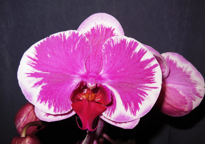 Dtps. Pride of BenYu - Phalaenopsis