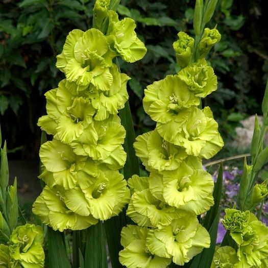 Gladiolus Green Star bulb - a-alte seminte rare