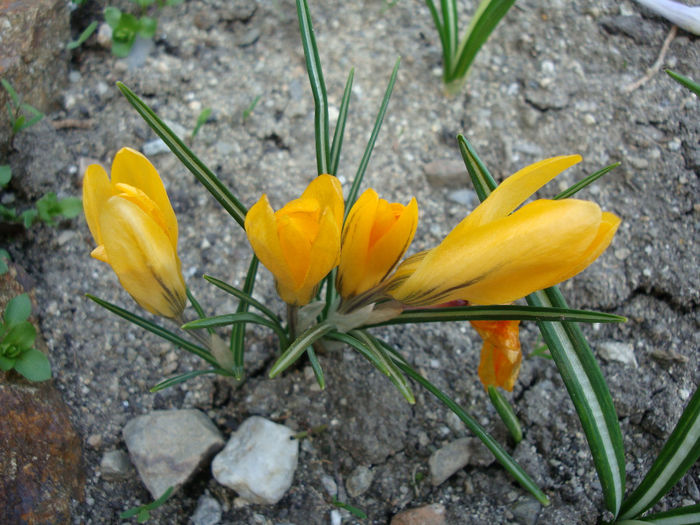 Crocus aureus Sm.1806; sinonim Crocus flavus subsp. flavus. Distributie; Grecia, Bulgaria, România, fosta Jugoslavie si Nord-Vest Turcia
