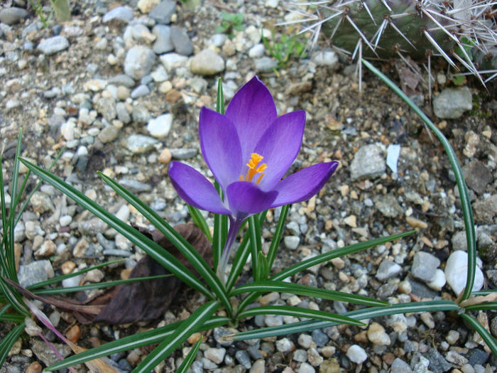 Crocus heuffelianus Herb.1847; sinonim Crocus vernus subsp. vernus              Distributie; România este întâlnită în munții Carpați și în munții Apuseni.
