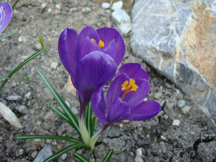 Crocus heuffelianus Herb.1847; sinonim Crocus vernus subsp. vernus              Distributie; România este întâlnită în munții Carpați și în munții Apuseni.
