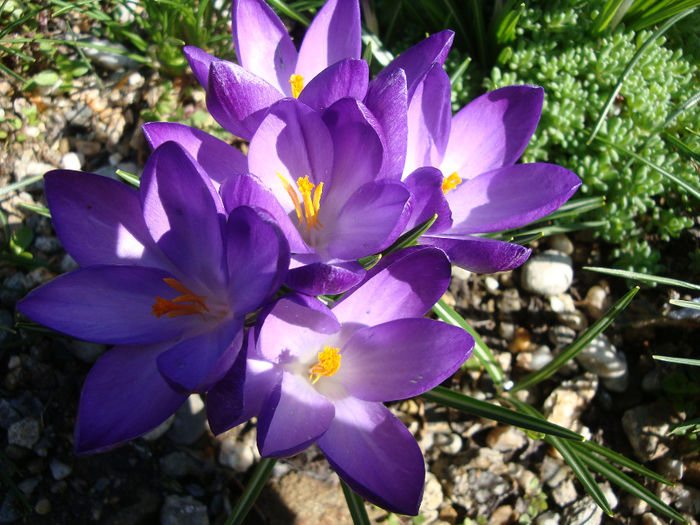 Crocus heuffelianus Herb.1847; sinonim Crocus vernus subsp. vernus              Distributie; România este întâlnită în munții Carpați și în munții Apuseni.
