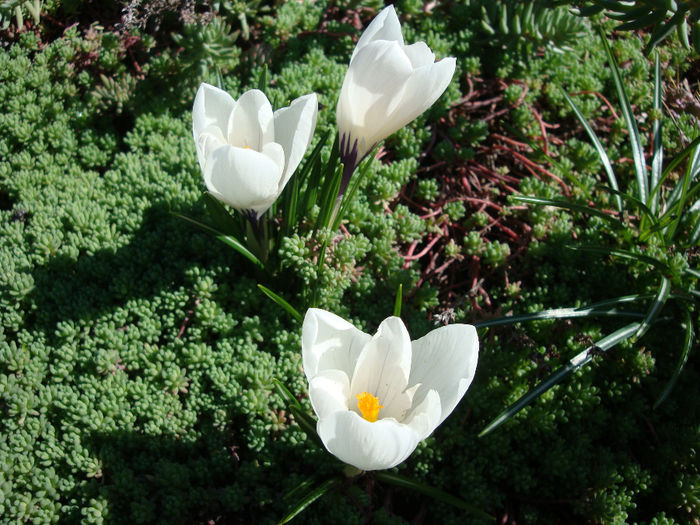 Crocus vernus subsp. albiflorus (Kit. ex Schult.) Ces.1844.; Distributie; Albania, Austria, Cehia, Slovacia, Sicilia, Macedonia, Serbia, Italia, Germania, Elveția, Franța, Spania
