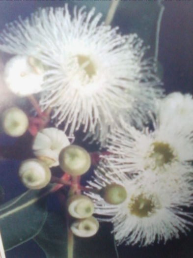 flori de eucalipt