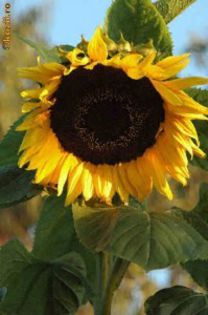 Floarea soarelui Super Gigant 7; Floarea soarelui supergigant
