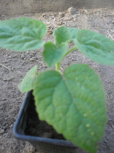 Paulownia tomentosa 4; Paulownia tomentosa
