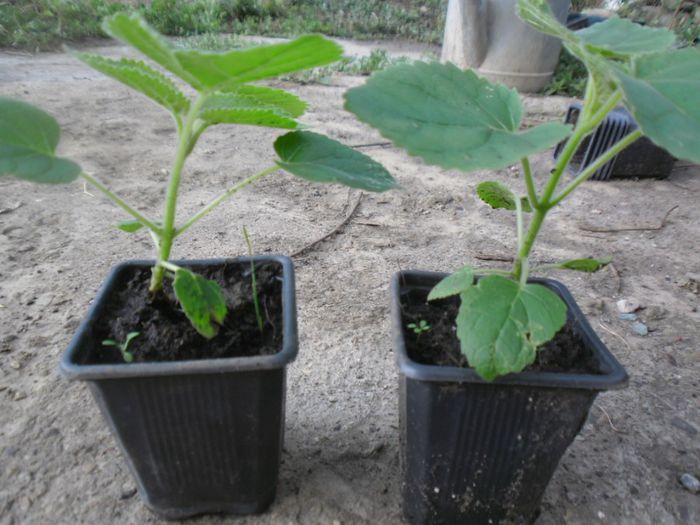 Paulownia tomentosa 8; Paulownia tomentosa
