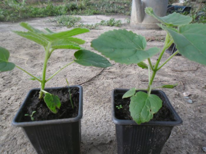 Paulownia tomentosa 9; Paulownia tomentosa
