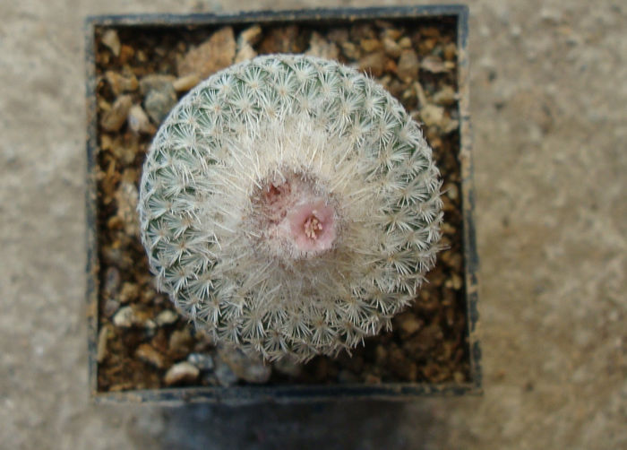 Epithelantha micromeris   (Engelm.) F.A.C.Weber ex Britton & Rose 1922