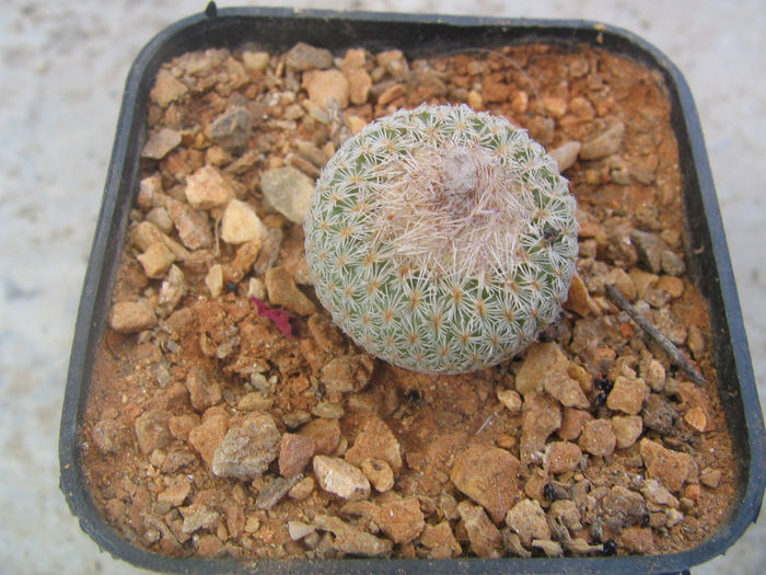 Epithelantha micromeris subsp. bokei      (L.D.Benson) U.Guzm