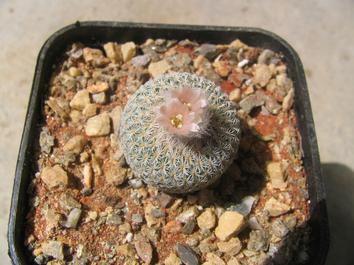 Epithelantha micromeris subsp. bokei    L.D.Benson) U.Guzm