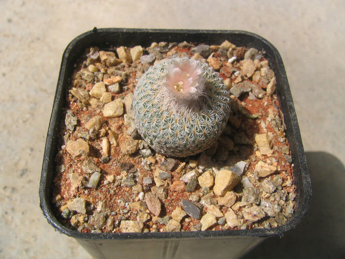 Epithelantha micromeris subsp. bokei   (L.D.Benson) U.Guzm