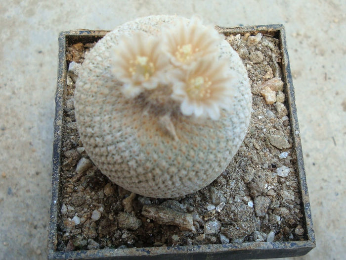 Epithelantha micromeris subsp. bokei (L.D.Benson) U.Guzm