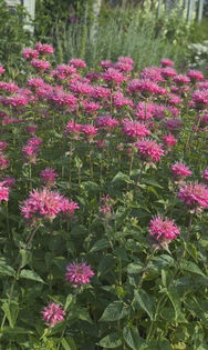 monarda marshall s delights