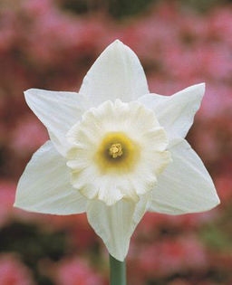 narcissus-Mount-Hood%25C2%25AE__88816_1302182613_1280_1280