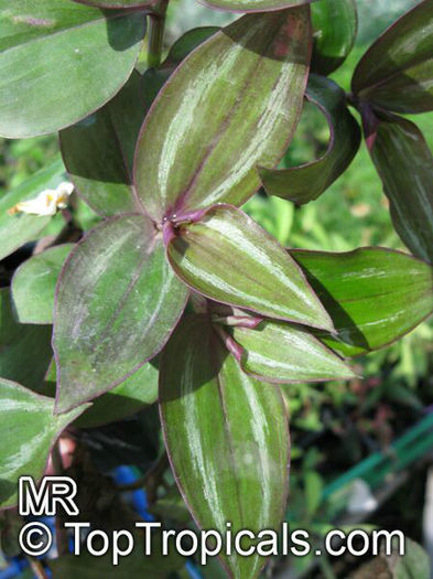 Tradescantia_zebrina8408