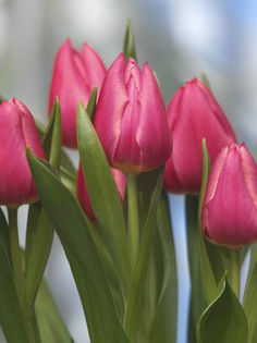 Tulip-Christmas-Marvel-cherry-pink__78411_1287318445_1280_1280